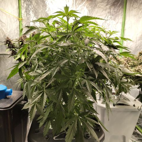 Mysterio #1 [monster] growlog timeline photo