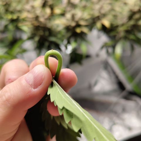 Mysterio #1 [monster] growlog photo: What the hell is this slimy thing