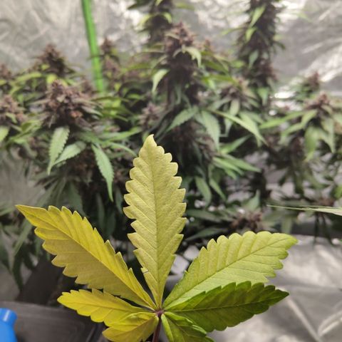 DarkDevil #2 growlog timeline photo
