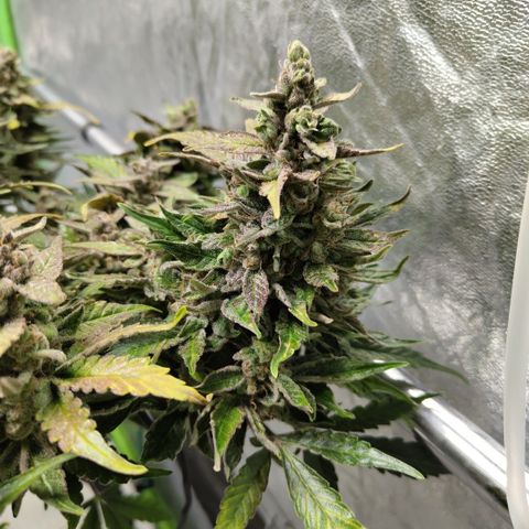 CBD Crack #2 growlog timeline photo