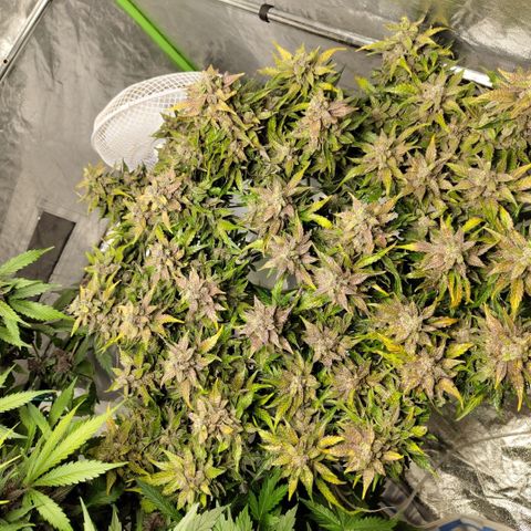 CBD Crack #2 growlog timeline photo
