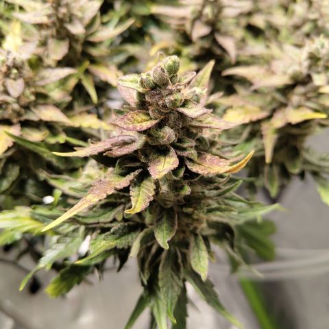 CBD Crack #2 growlog timeline photo