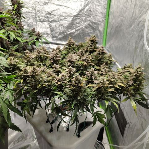 CBD Crack #2 growlog timeline photo