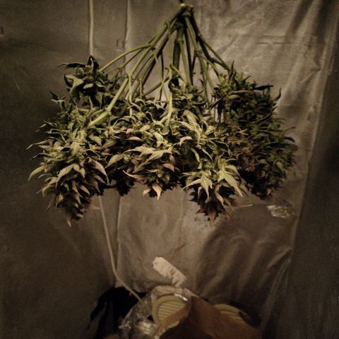CBD Crack #2 growlog timeline photo