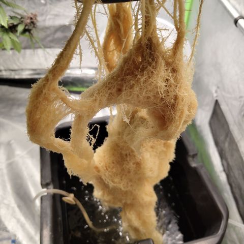 CBD Crack #2 growlog photo: Final roots