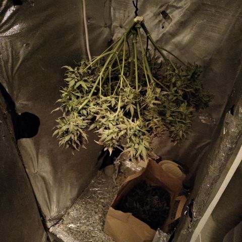 CBD Crack #2 growlog timeline photo