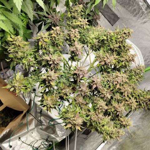 CBD Crack #2 growlog photo: After first trim