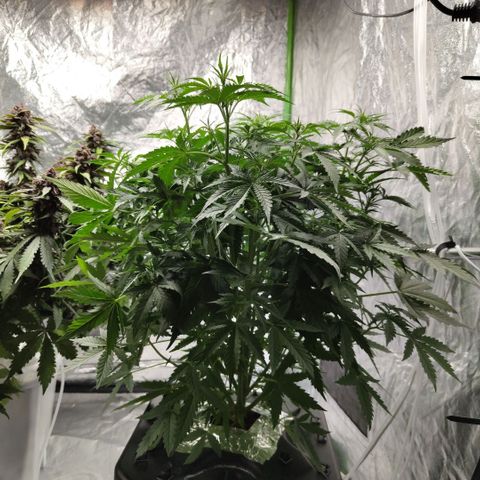 Mysterio #1 [monster] growlog timeline photo