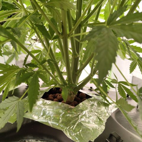 Mysterio #1 [monster] growlog timeline photo