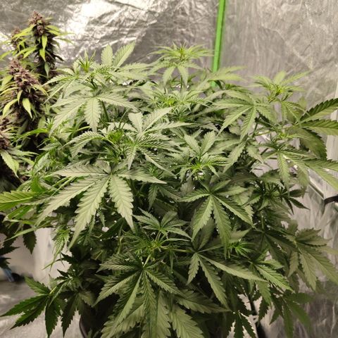 Mysterio #1 [monster] growlog timeline photo