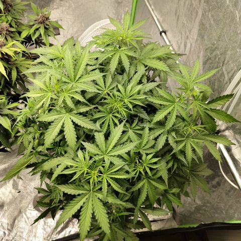 Mysterio #1 [monster] growlog timeline photo