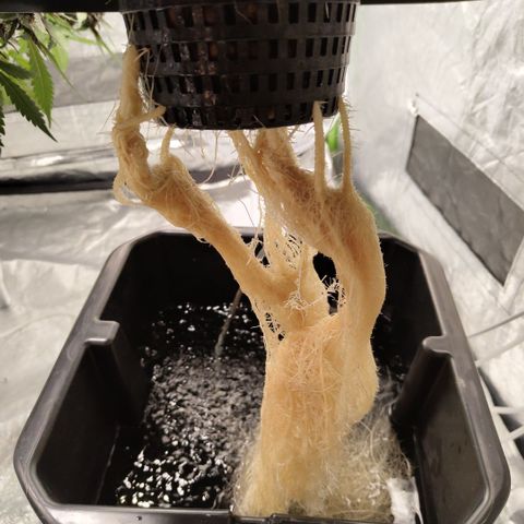 Mysterio #1 [monster] growlog timeline photo