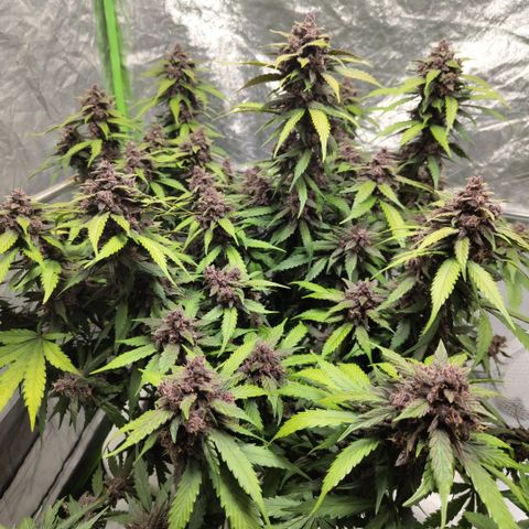 DarkDevil #2 growlog timeline photo