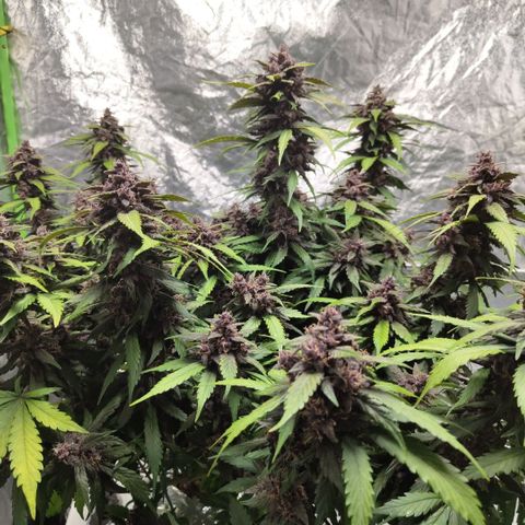 DarkDevil #2 growlog timeline photo