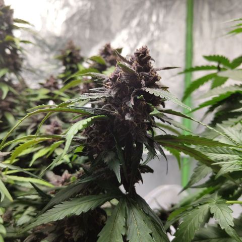DarkDevil #2 growlog timeline photo