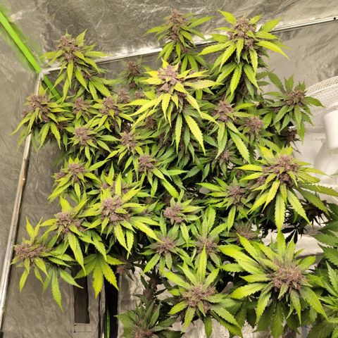 DarkDevil #2 growlog timeline photo