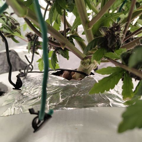 DarkDevil #2 growlog timeline photo