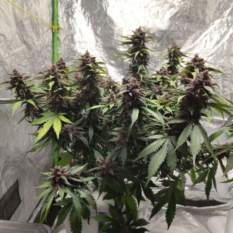 DarkDevil #2 growlog timeline photo