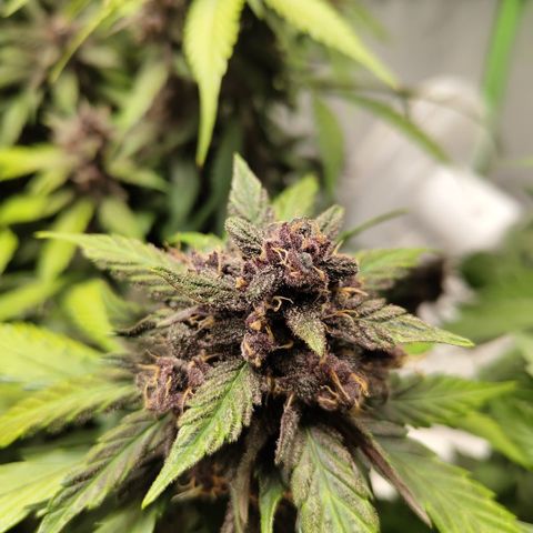 DarkDevil #2 growlog timeline photo