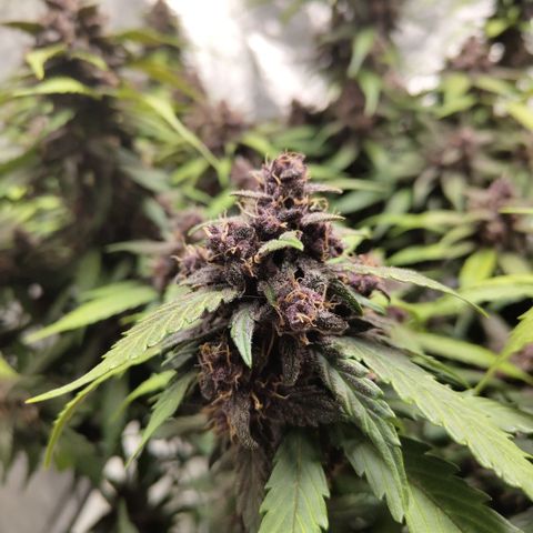 DarkDevil #2 growlog timeline photo