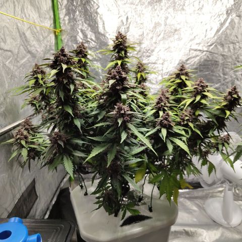 DarkDevil #2 growlog timeline photo