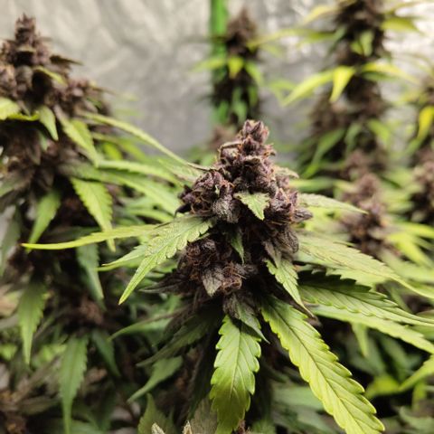 DarkDevil #2 growlog timeline photo