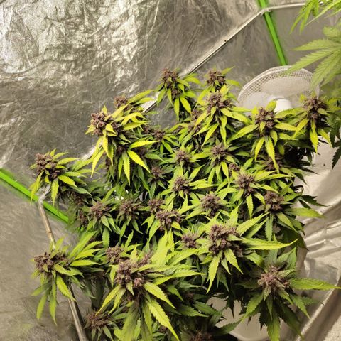 DarkDevil #2 growlog timeline photo