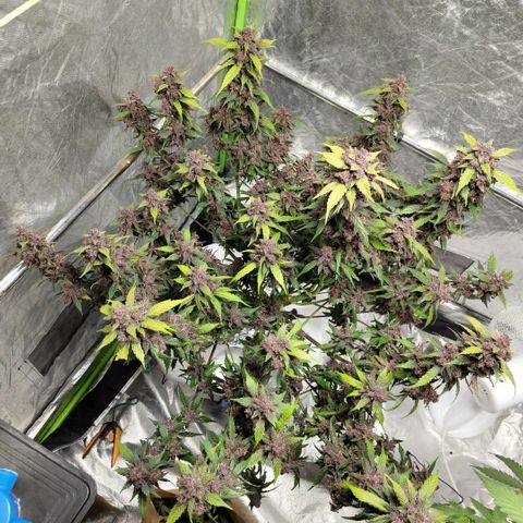 DarkDevil #2 growlog photo: After first trim, before harvest