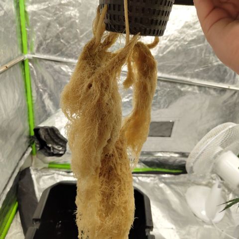 DarkDevil #2 growlog photo: Final roots