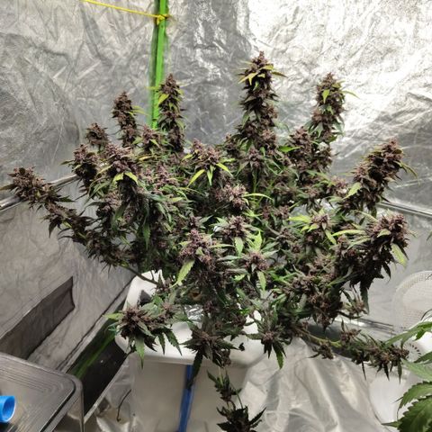 DarkDevil #2 growlog photo: After first trim, before harvest