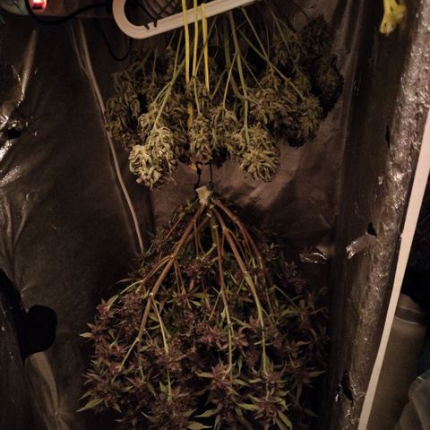 DarkDevil #2 growlog photo: Harvested