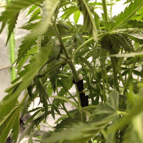 Mysterio #1 [monster] growlog photo: Snapped a branch, mend it together
