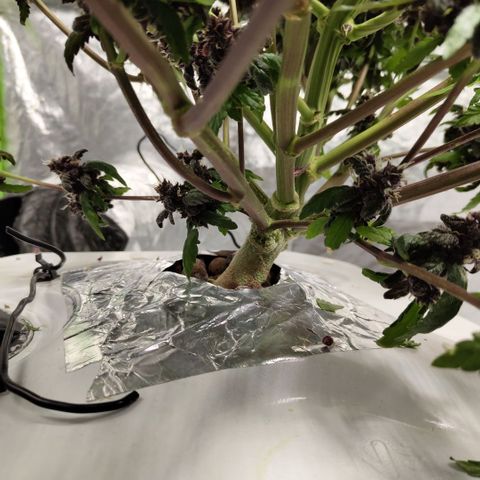 DarkDevil #2 growlog timeline photo
