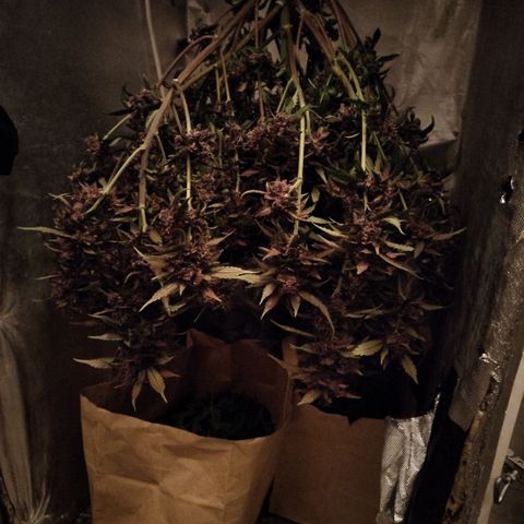 DarkDevil #2 growlog photo: Harvested