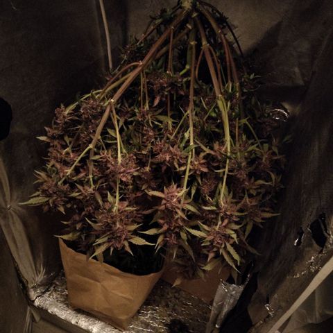 DarkDevil #2 growlog photo: Harvested