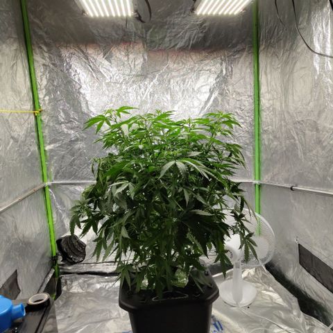 Mysterio #1 [monster] growlog photo: All alone