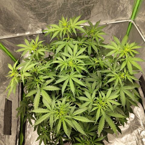 Mysterio #1 [monster] growlog timeline photo
