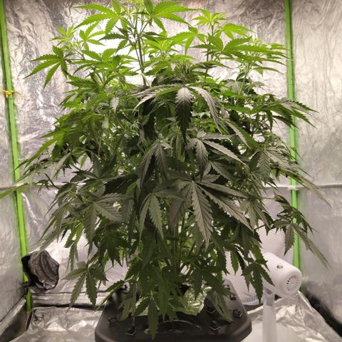 Mysterio #1 [monster] growlog timeline photo