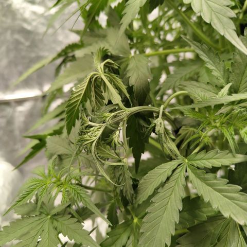 Mysterio #1 [monster] growlog timeline photo