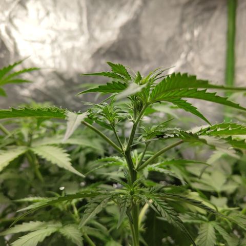 Mysterio #1 [monster] growlog timeline photo
