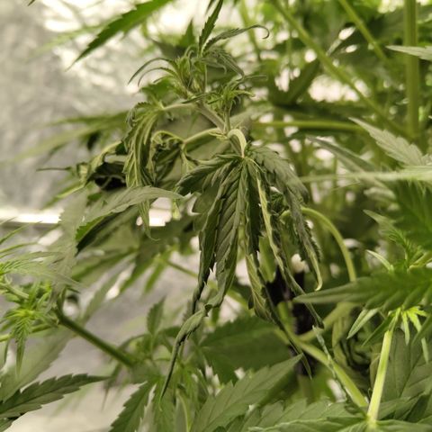 Mysterio #1 [monster] growlog photo: Branch coming back to life!
