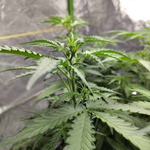 Mysterio #1 [monster] growlog timeline photo