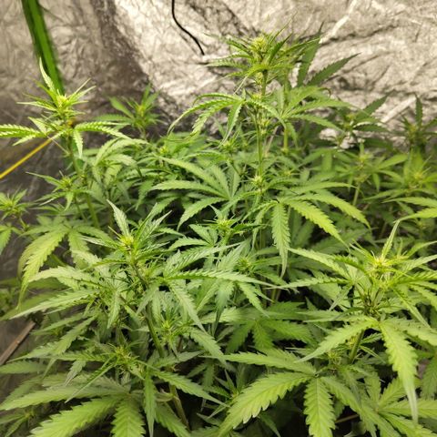 Mysterio #1 [monster] growlog timeline photo