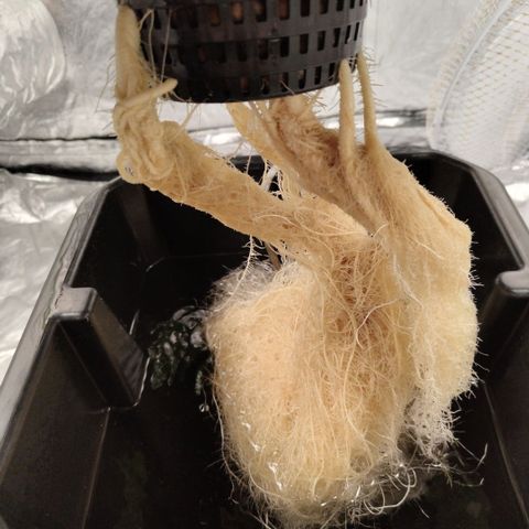 Mysterio #1 [monster] growlog timeline photo