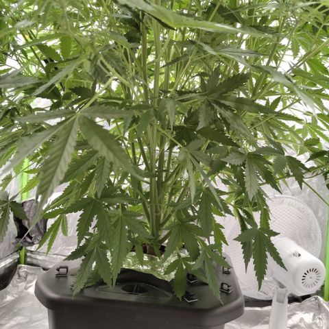 Mysterio #1 [monster] growlog timeline photo