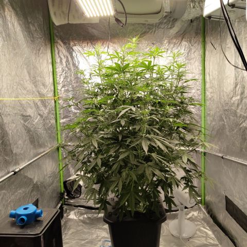 Mysterio #1 [monster] growlog timeline photo