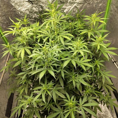 Mysterio #1 [monster] growlog timeline photo