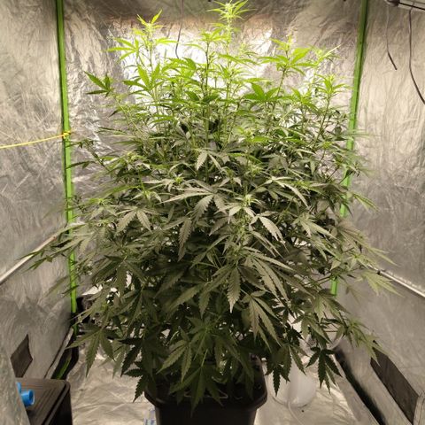 Mysterio #1 [monster] growlog timeline photo