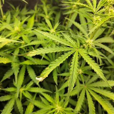 Mysterio #1 [monster] growlog photo: Light burn?
