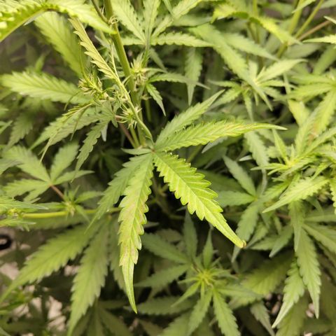 Mysterio #1 [monster] growlog photo: Light burn?